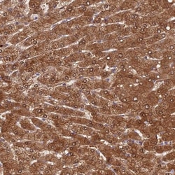 Fucose Mutarotase Antibody, Novus Biologicals:Antibodies:Primary Antibodies